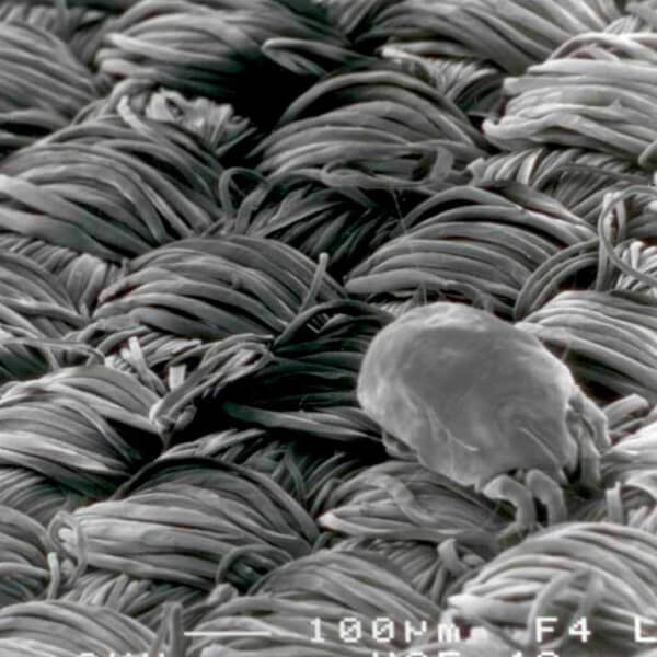 Dust Mites